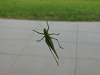 Grasshopper