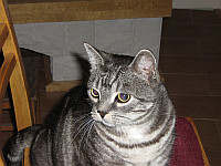 Bagheera 2006