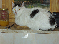 Miłek in the kitchen